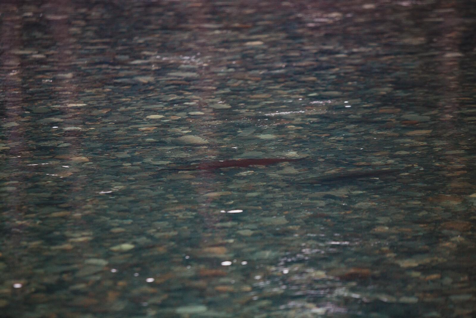 Dreaming of a Sooke, BC Oceanfront Wedding Copy